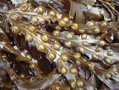 Bladderwrack
